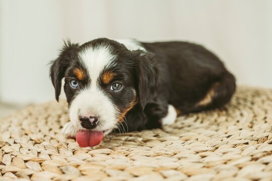 mini aussie puppies 