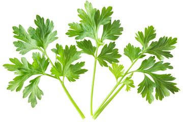 Fresh Green Parsley Leaves on Transparent Background