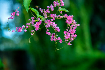 Inflorescence of Mexican creeper (Antigonon leptopus) flowers in warm daylight on blureed green...