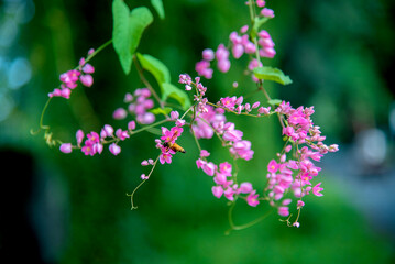 Antigonon leptopus which attract predators of oil palm leaf-eating pests such as bagworms and nettle caterpillar.