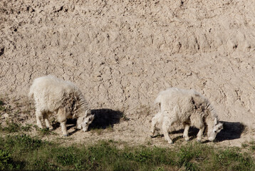 view of a family of white mountain goat with horns next to a sandy landscape in summer with bright sun light