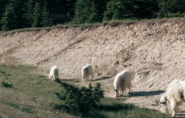 view of a family of white mountain goat with horns next to a sandy landscape with grass in summer with bright sun light
