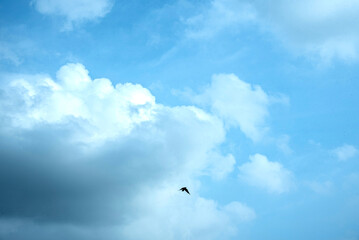 Summer blue sky cloud gradient light white background. Beauty clear cloudy in sunshine calm bright winter air bacground. Gloomy vivid cyan landscape in environment day horizon skyline view spring wind