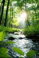 Obraz premium Tranquil Forest Scenery with Sunlight, Green Foliage, and Streaming Water