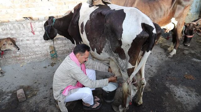Indian man milking cow at his dairy farm. Cattle farming industry business, Fresh Milk, Real people. Rural india concept.