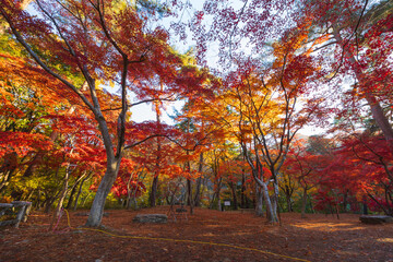日本の風景・秋　埼玉県長瀞町　紅葉の秩父長瀞　月の石もみじ公園