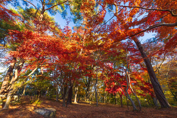 Fototapeta premium 日本の風景・秋 埼玉県長瀞町 紅葉の秩父長瀞 月の石もみじ公園