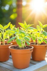 Obraz premium Sunlight bathes young plants in terracotta pots on a wooden table in the afternoon garden