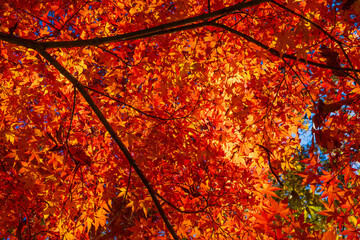 日本の風景・秋　埼玉県長瀞町　紅葉の秩父長瀞　月の石もみじ公園
