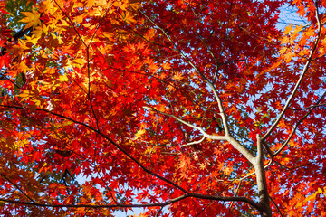 日本の風景・秋　埼玉県長瀞町　紅葉の秩父長瀞　月の石もみじ公園