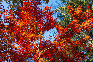日本の風景・秋　埼玉県長瀞町　紅葉の秩父長瀞　月の石もみじ公園