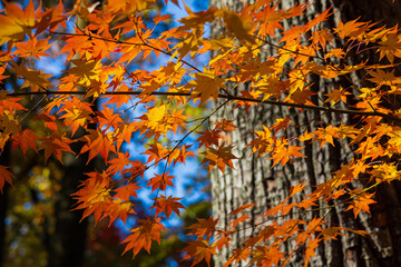 日本の風景・秋　埼玉県長瀞町　紅葉の秩父長瀞　月の石もみじ公園