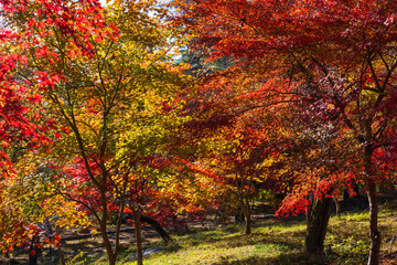 日本の風景・秋　埼玉県長瀞町　紅葉の秩父長瀞　月の石もみじ公園