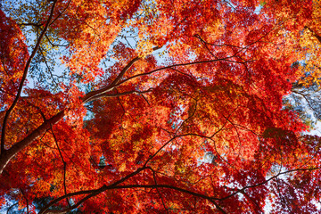 日本の風景・秋　埼玉県長瀞町　紅葉の秩父長瀞　月の石もみじ公園