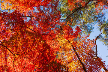 日本の風景・秋　埼玉県長瀞町　紅葉の秩父長瀞　月の石もみじ公園