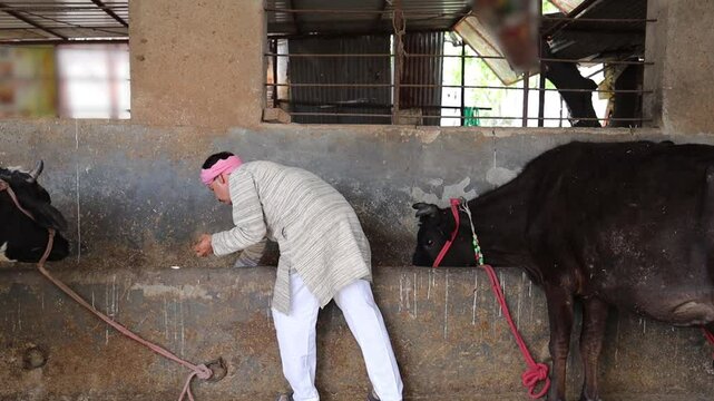 Indian farmer care taker give giving dry food to cows in stable. Dairy farming industry., Rural india.