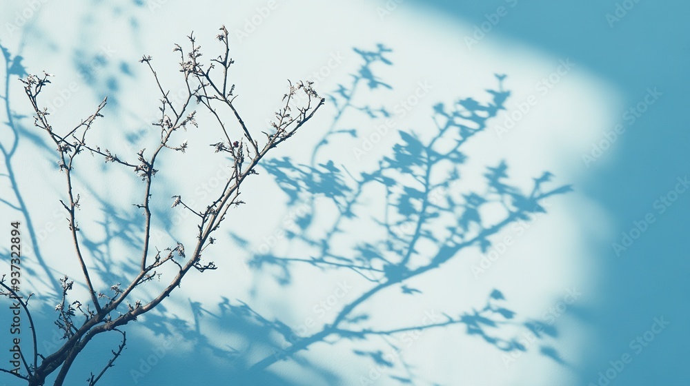 Poster minimalistic light blue background with shadows from tree branches for product displays