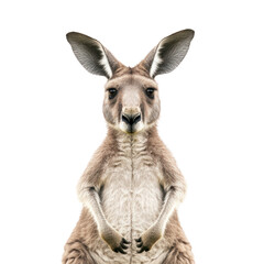Fototapeta premium Kangaroo on Transparent Background
