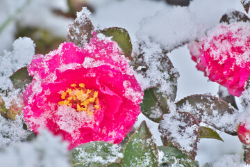 山茶花に雪