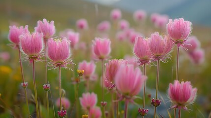 Fototapeta premium A vibrant field of pink flowers swaying gently in a serene natural setting.