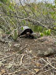 turtle on the ground