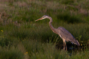 Great Blue Heron