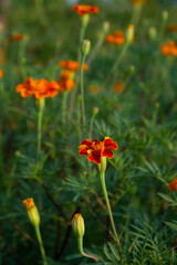 These are red marigolds blooming in the flower bed.