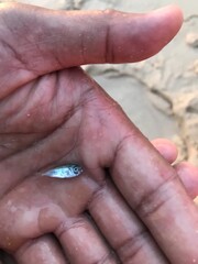 tiny silver fish in hand