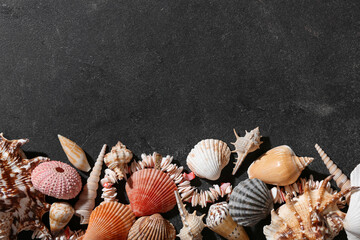 Many different sea shells on dark background