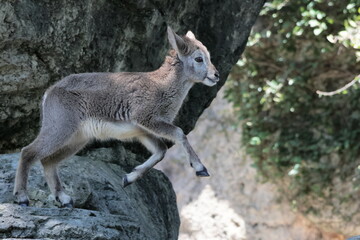 スーチョワンバーラル