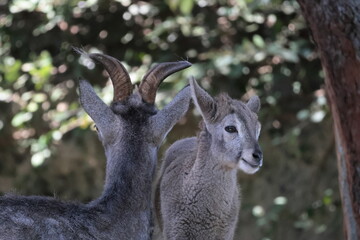 スーチョワンバーラル