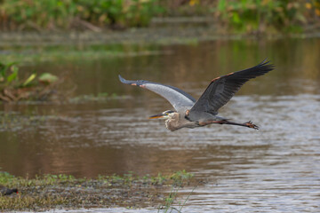Great Blue Heron