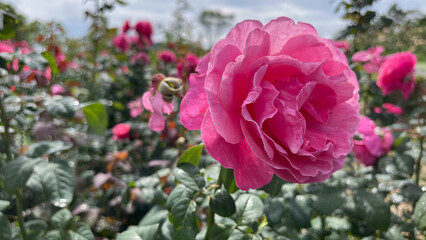 pink flowers in a garden