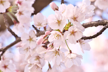 桜