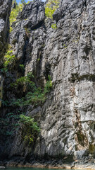 A sheer karst cliff near the bay. There is green tropical vegetation on the steep furrowed slope. Philippines. Palawan.