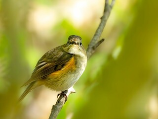 森の中の暗い木陰で枝に留まって周りを見渡しているルリビタキ