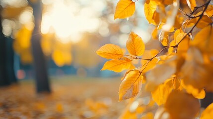 Obraz premium Yellow and orange autumn foliage