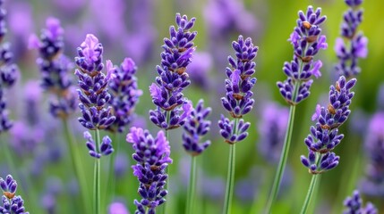 Fototapeta premium Close-up of a blooming lavender plant with purple flowers, aromatic and calming nature background