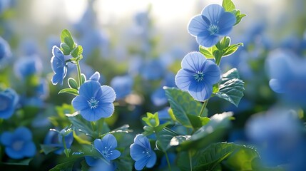 A serene field of blue flowers, showcasing nature's beauty and tranquility.