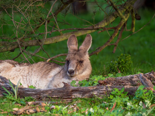 Big Grey Forester Laying Down