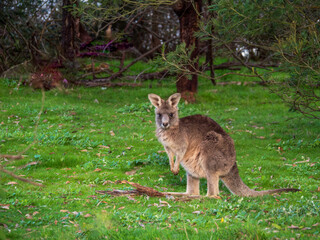 Fototapeta premium Big Grey Forester Standing On Lawn