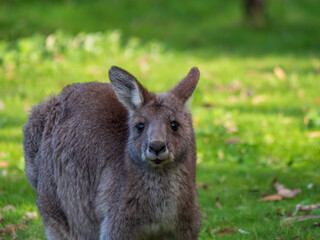 Big Grey Forester Looking Closer