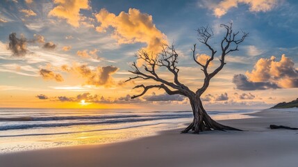 Tree, beach sunrise