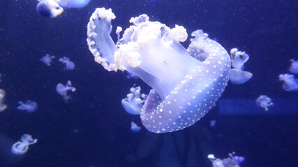 Jellyfish in a aquarium
