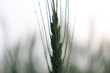 風に揺れる稲穂