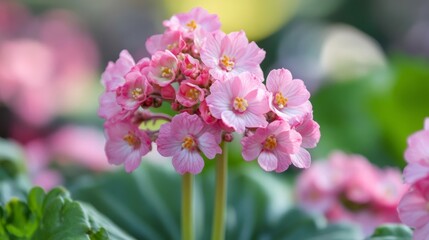 Fototapeta premium Bergenia flower