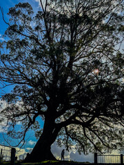 An Asian lady walking among trees in East Auckland, New Zealand, on a winter sunny day.