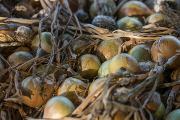 Onion harvest on table close-up