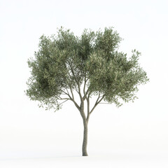 A tree is standing alone in a white background. The tree is tall and has a lot of leaves. The leaves are green and spread out, giving the tree a full and healthy appearance