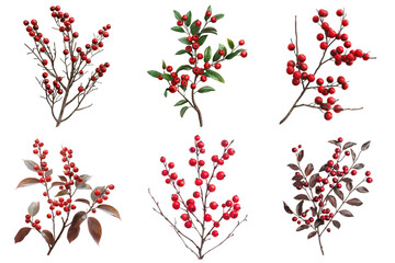 Six Red Berry Branches With Different Backgrounds
